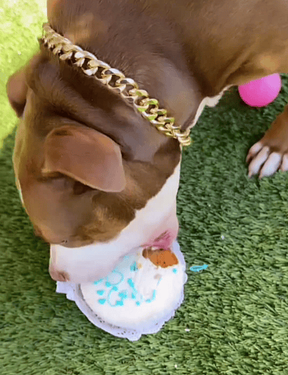 Pawty Animal: Shelter Pup's Epic Birthday Celebration is Pure Joy!