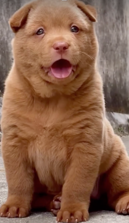 Red Cantonese Bear Dog