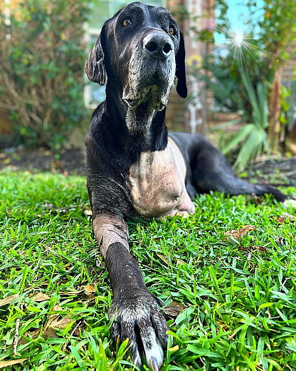 Salem - Senior Dog With Huge Tumor recovered