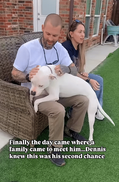 Dennis a 6-week-old puppy found in a scorching Walmart parking lot