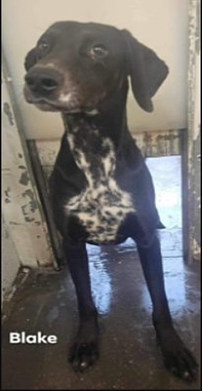 Blake up for Adoption