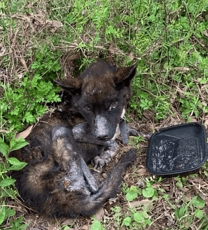 Neglected Dog With Nails So Long He Couldn't Walk  