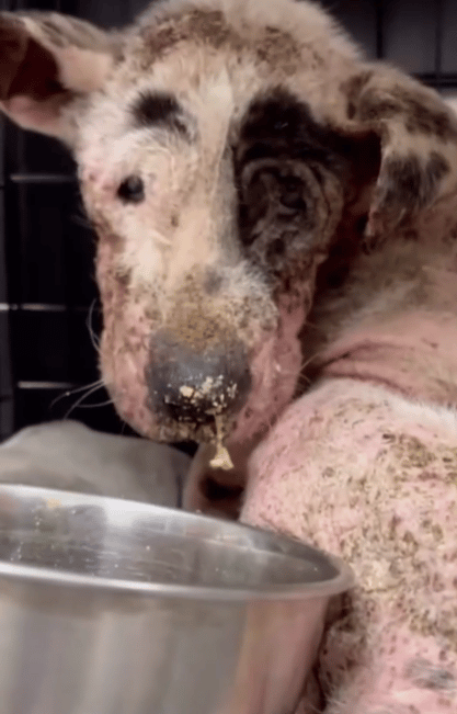 Miracle Mutt: Emaciated Stray's Incredible Transformation Has Him Ready for Forever Home