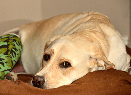 dog feeling sick