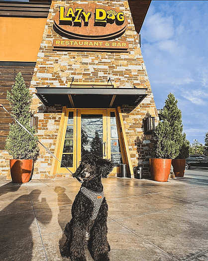 Lazy Dog Restaurant & Bar