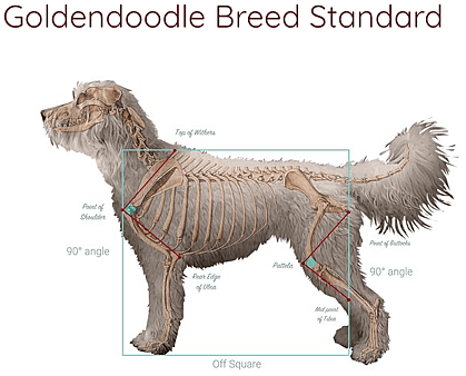 Goldendoodle Breed Standard