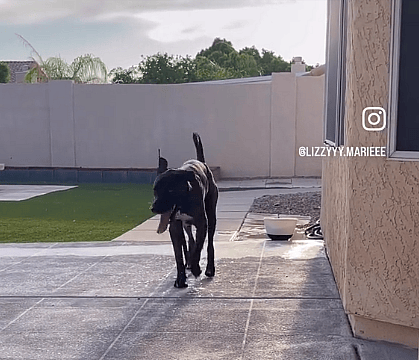 Heartwarming Video Daptures Shelter Dog Who Can't Contain his Excitement After Getting Adopted