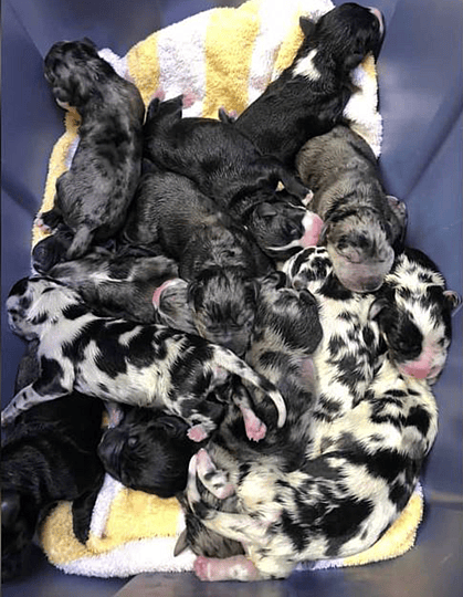 the World Record for Having the Most Puppies