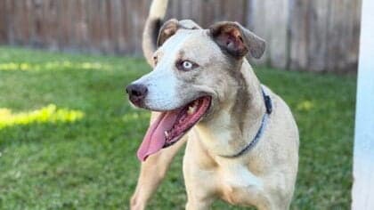 Audio - Pit Bull Terrier