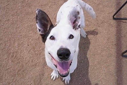 Maverick up for Adoption