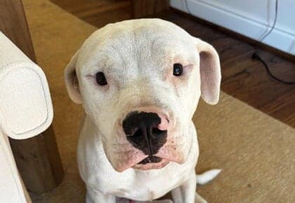 Sammy - American Staffordshire Terrier