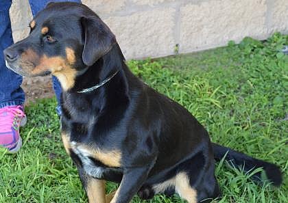 Help Chase Find a Home: A Senior Dog's Journey After Loss