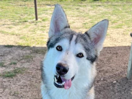 Samuel up for Adoption
