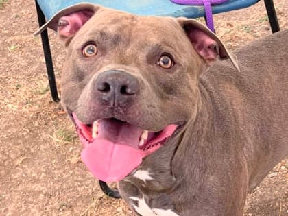 Bonscott up for Adoption