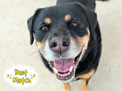 Chase up for Adoption