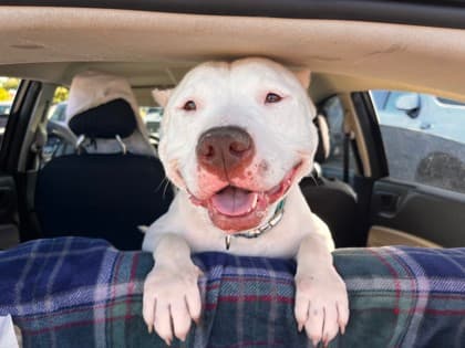 Amore up for Adoption