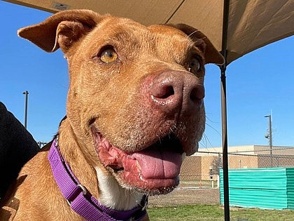 Lucille up for Adoption