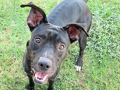 Nacho up for Adoption