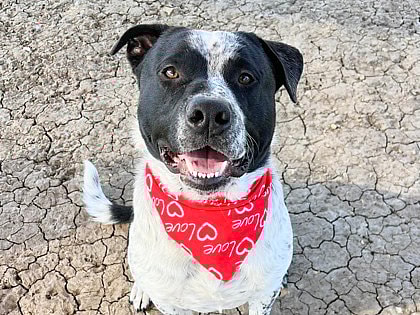 Leopard up for Adoption