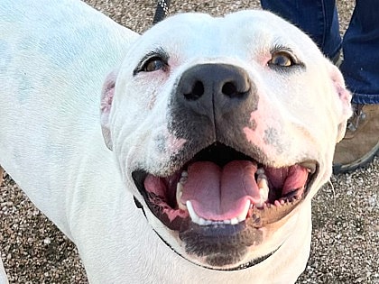 Casper up for Adoption