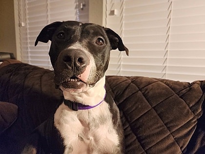 Matrix up for Adoption