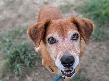 Maggie up for Adoption