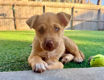 Oddie - Labrador Retriever