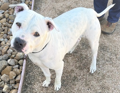 Casper up for Adoption