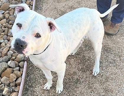 Casper up for Adoption