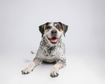 Daisy - Australian Cattle Dog/Blue Heeler
