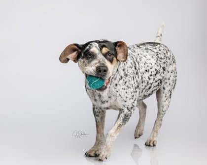 Daisy - Australian Cattle Dog/Blue Heeler