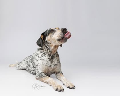 Daisy - Australian Cattle Dog/Blue Heeler