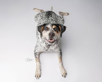 Daisy - Australian Cattle Dog/Blue Heeler