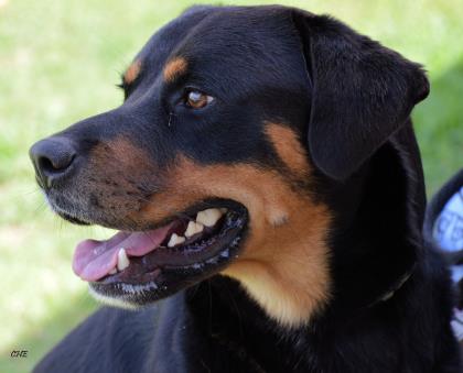 Chase up for Adoption