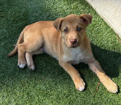 Oddie - Labrador Retriever