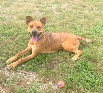 Nova