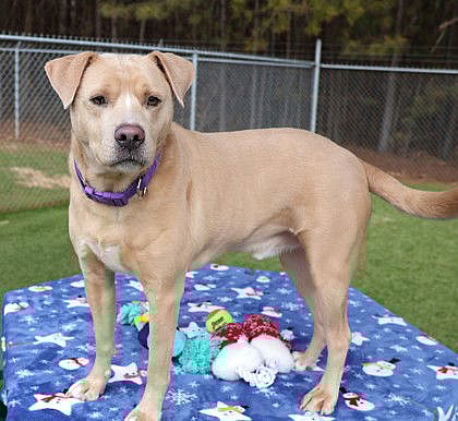 Gus Gus Athens - Labrador Retriever