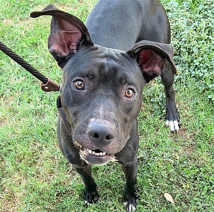 Nacho up for Adoption