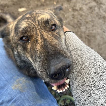 Franklin up for Adoption