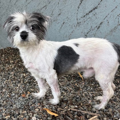 Roscoe - Terrier