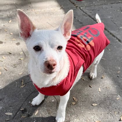 Jetson - Chihuahua