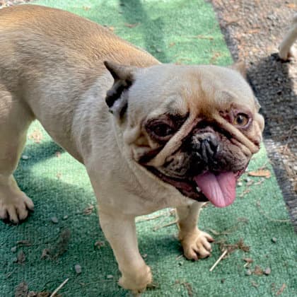 Aubrey - French Bulldog
