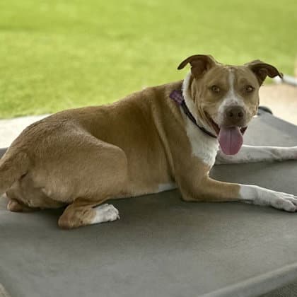 Honey - American Pit Bull Terrier