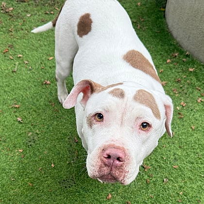 Labella - Pit Bull Terrier