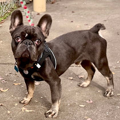 Maraschino - French Bulldog