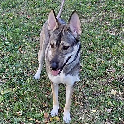 Ellen - German Shepherd Dog