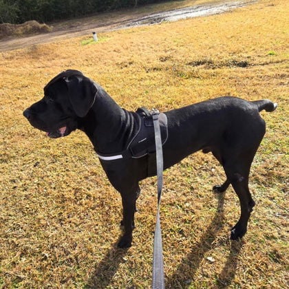 Big Tex - Great Dane