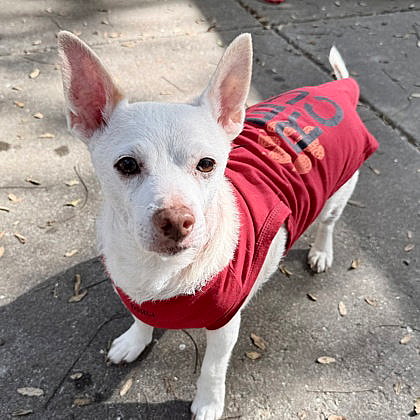 Jetson - Chihuahua