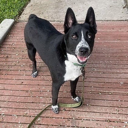Tito - Australian Cattle Dog/Blue Heeler