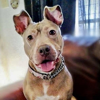 Wera - American Staffordshire Terrier